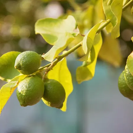 Iason Seaview In Latchi Lägenhet